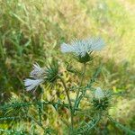 Galactites tomentosus Õis