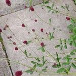 Sanguisorba officinalis Flower