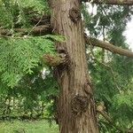 Thuja standishii Corteccia
