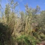 Arundo donax Leaf