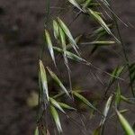 Avena strigosa Fruit