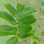 Andira inermis 葉