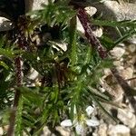 Achillea barrelieri 叶