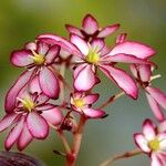 Saxifraga stolonifera Blomst