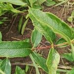 Fadogia triphylla Hoja