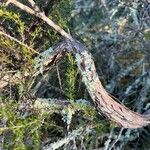 Eriogonum fasciculatum 樹皮