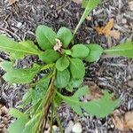 Solidago speciosa Листок