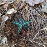 Chimaphila maculata Hoja