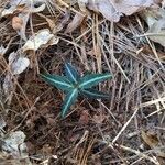 Chimaphila maculata 叶