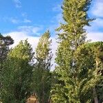 Populus nigraLiść