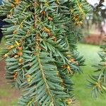 Taxus brevifolia Folha