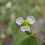 Alisma lanceolatum 花