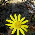 Jacobaea vulgaris Flower