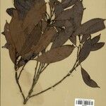 Naucleopsis oblongifolia Meyve