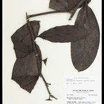 Heteropsis flexuosa Hoja
