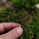 Carex pilulifera Blüte