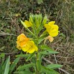 Oenothera biennisFlower