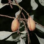 Quadrella morenoi Fruit