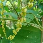Dioscorea bulbifera ফুল