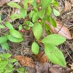 Gaylussacia baccata Blad