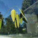 Chasmanthium latifolium Blatt