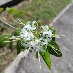 Bauhinia divaricata 花