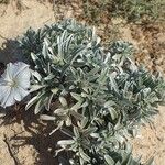 Convolvulus oleifolius Habit