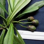 Arawakia weddelliana Fruit