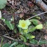 Primula vulgarisFlower