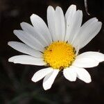 Leucanthemum graminifolium Blüte