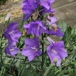 Campanula persicifolia 花