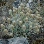 Teucrium rouyanum Habit