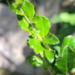 Azara microphylla Blatt