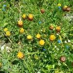 Trifolium badium Çiçek