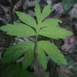 Hydrophyllum virginianum Hoja