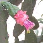 Opuntia cochenillifera Kvet