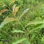 Salix eriocephala Blatt