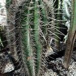 Pachycereus pringlei Kabuk