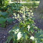 Fatsia japonica Celota