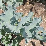 Crambe maritima Blad