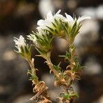 Arenaria aggregata Hoja