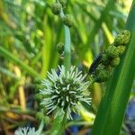 Sparganium erectum 花