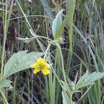 Geum urbanumFlor