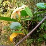 Strophanthus gardeniiflorus Blomst