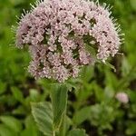 Valeriana montana ফুল