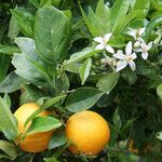 Citrus aurantium Froito