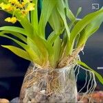 Oncidium baueri Delienn