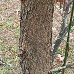 Quercus marilandica Кора