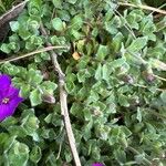 Aubrieta deltoidea Folha