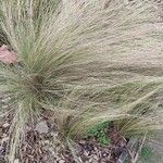 Stipa capillata برگ